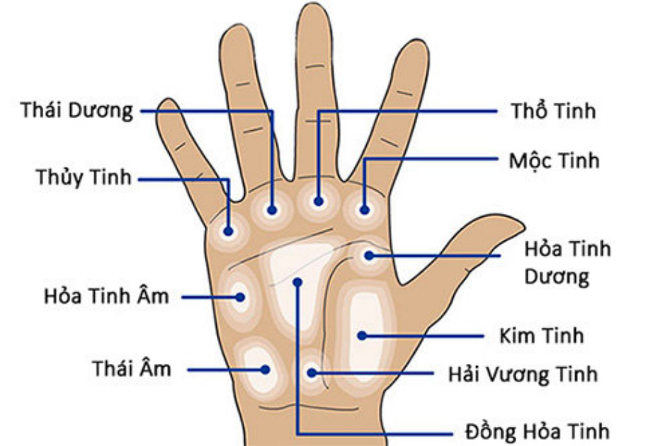 Các đường chỉ tay chính