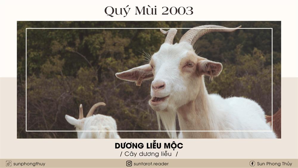 Quý Mùi (2003)